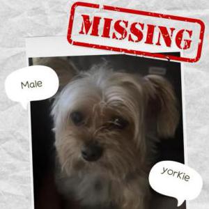 Lost Dog Diesel