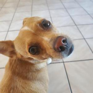 Lost Dog Faby