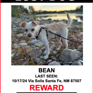 Lost Dog BEAN