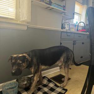 Lost Dog Axel