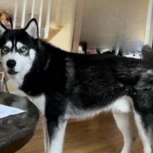 Lost Dog Loki