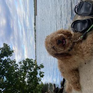 Lost Dog Prince