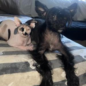 Lost Dog Marley