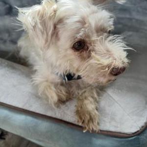 Lost Dog casper