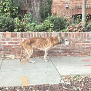 Found Dog Unknown