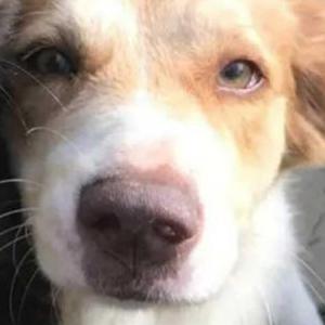 Lost Dog Frances