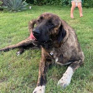 Lost Dog Sirius
