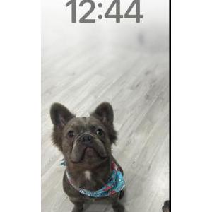 Lost Dog THIAGO