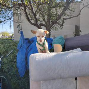 Lost Dog Uturn