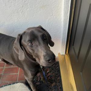 Found Dog Unknown