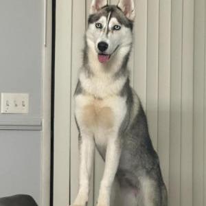 Lost Dog Tilo