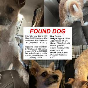 Found Dog Unknown