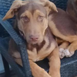 Lost Dog Coco
