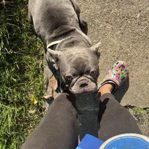 Lost Dog Blue