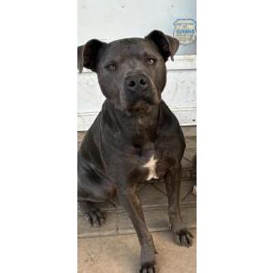 Lost Dog Shadow