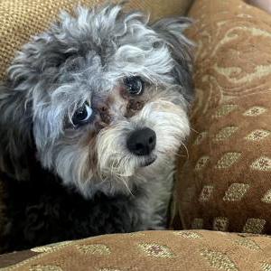 Lost Dog Midnight
