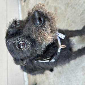 Lost Dog Mickey