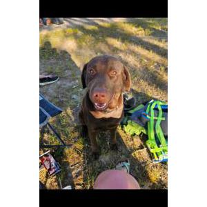 Lost Dog Garth