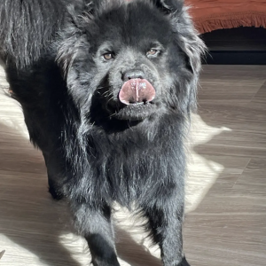 Lost Dog Apollo