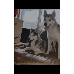 Lost Dog Anarchy and Slim Shady 