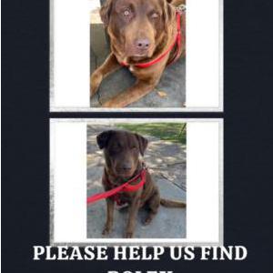 Lost Dog Rolex