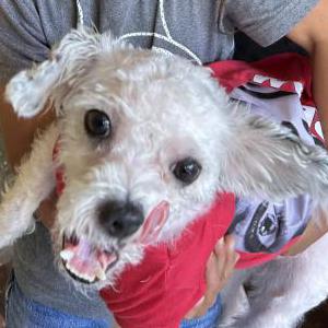 Lost Dog Perdy