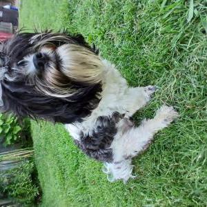 Lost Dog Tramp