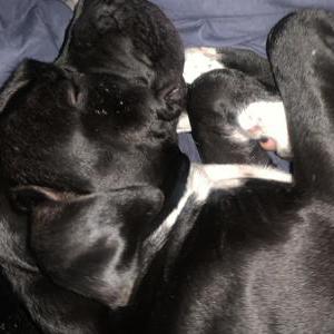 Lost Dog Prince