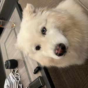 Lost Dog Lexi