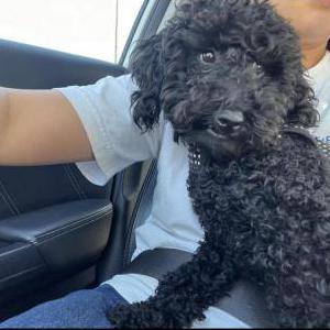 Found Dog Unknown