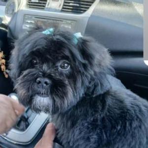 Lost Dog Maryjane