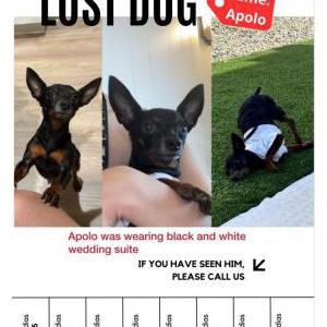Lost Dog Apolo