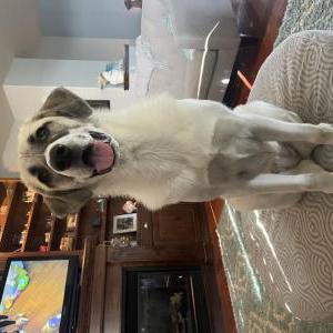 Lost Dog Sassy