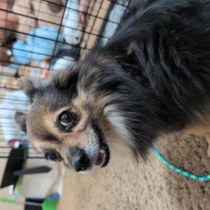 Found Dog Unknown