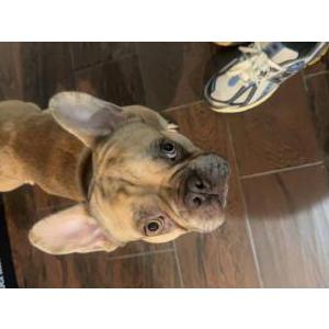 Lost Dog Lucky