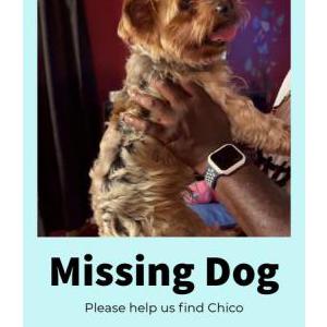 Lost Dog Chico