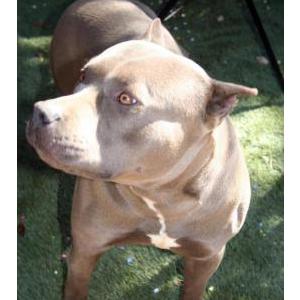 Lost Dog Tank