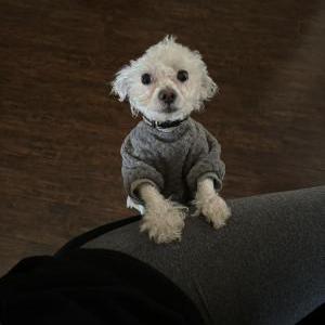 Lost Dog Archie