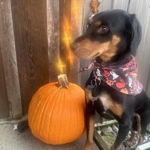 Lost Dog Dewey