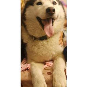 Found Dog Unknown