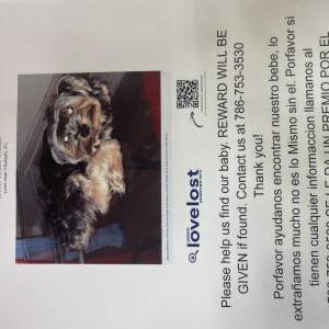 Lost Dog Pucci