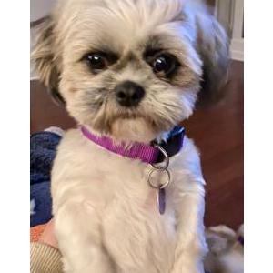 Lost Dog Maggie