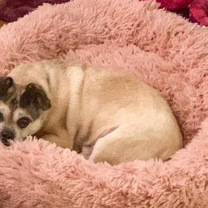 Lost Dog Mooshu