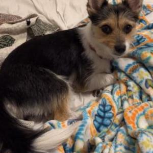 Lost Dog Cori
