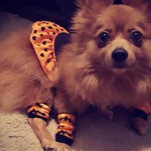 Lost Dog Coco