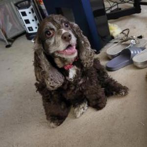 Lost Dog Donna