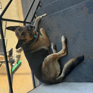 Lost Dog Mack