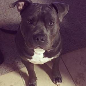 Lost Dog Samson Garcia