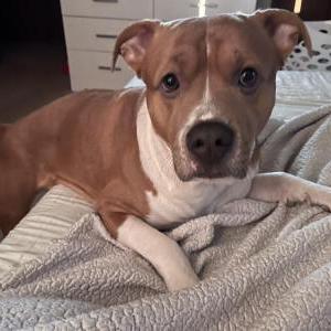 Lost Dog Loki