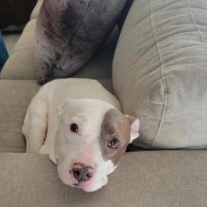 Lost Dog Cash